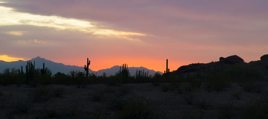 panorama of cactus silhouette and mountain landscape in Sonoran desert near phoenix at sunset