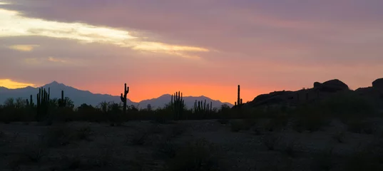 panorama of cactus silhouette and mountain landscape in Sonoran desert near phoenix at sunset