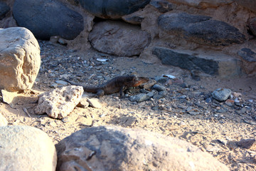 Big Gran Canaria Lizard