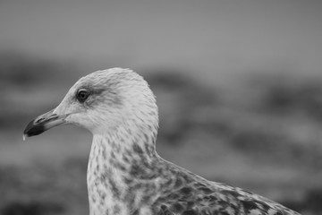 Photo of the details of a seagull looking towards the horizon