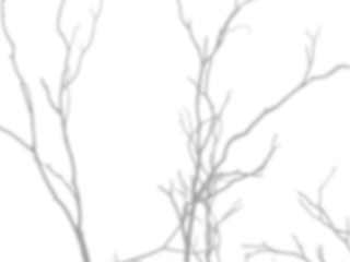 shadow of the tree branches that no leaves on white wall