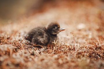 Chick duck sitting in grass of forest, lost by mom