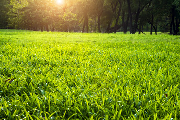 Summer grass meadow and trees with bright sunlight; sunny spring background. 