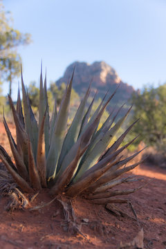 agave cactus silhouette landscape in Sonoran desert near phoenix at sunset , red rock , national park sedona 
