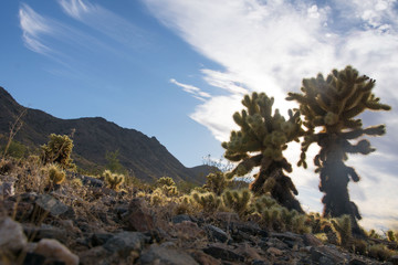 cholla cactus on a dry and sunny day in the desert, west usa arizona phoenix
