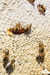 closeup of bees on honeycomb in apiary Honey bee selective focus