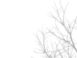 shadow of the tree branches that no leaves on white wall