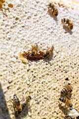closeup of bees on honeycomb in apiary Honey bee selective focus