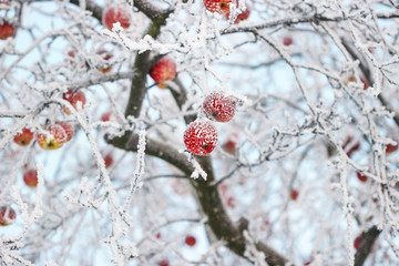 Frosted apples on the tree