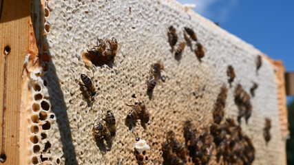 closeup of bees on honeycomb in apiary Honey bee selective focus