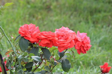 riot of flowers in the summer park