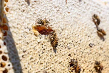 closeup of bees on honeycomb in apiary Honey bee selective focus