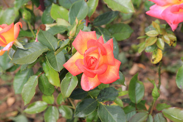 riot of flowers in the summer park