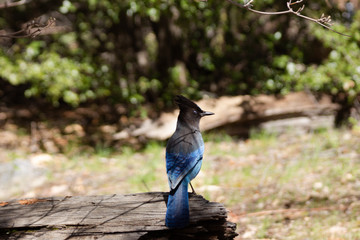 Ein blau-schwarzer Vogel