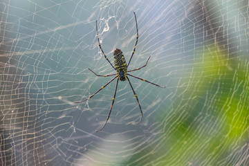 Yellow-black striped spider on the web.