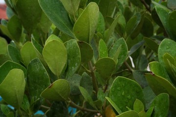 green leaves background