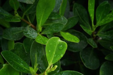 green leaves with water drops