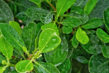 water drops on green leaf