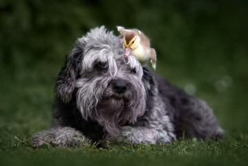 funny mixed breed dog posing with a duckling