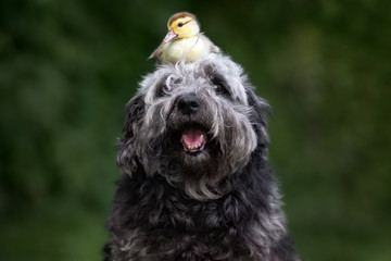 happy mixed breed dog portrait with a duckling on her head