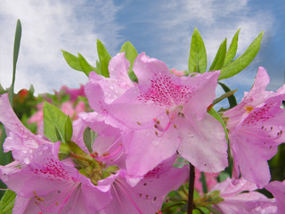 różowy rododendron na tle błękitnego nieba