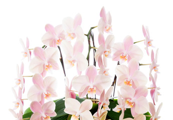 Beautiful orchid flower on white background   胡蝶蘭