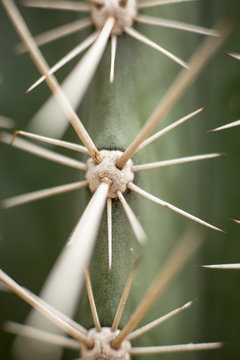 Cactus/Cact&aacute;ceas
