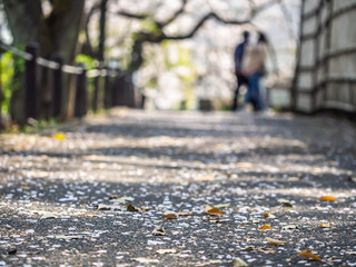 Closeup of asphalt pavement with fallen petal of cherry blossom and blurry couple stand in the park or garden.
