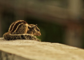 chipmunk on rock