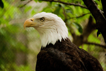 Eagle profile