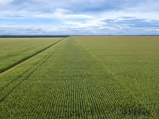 Fototapeta na wymiar Beautiful drone aerial view of Cornfield in clear summer day. Agriculture, harvest and farm concept. Genetically modified and transgenic corn for export, produced in Mato Grosso, Brazil.
