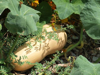 Butternut Squash Grows in Business Garden 