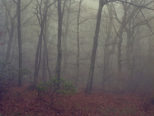 Early morning fog shrouds a wooded are in Shenandoah National Park.
