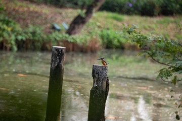 bird on tree