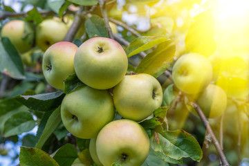 Yellow apples on apple tree branch. Organic natural apples on a branch in sunlight