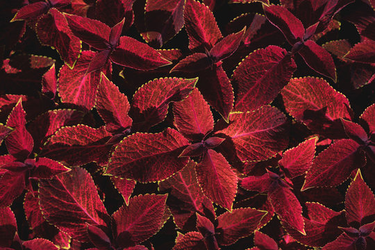 Coleus forskohlii leaves.
