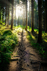 sun rays shining through the dark forest