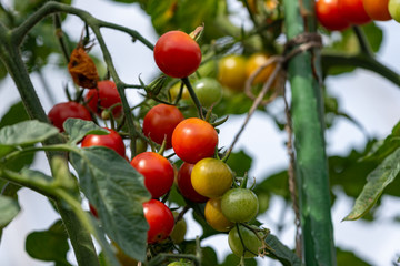 Beginning ripe mini tomato, on the branch