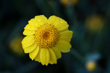 yellow flower heads with drops on a dark blurred background