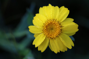 yellow flower heads with drops on a dark blurred background