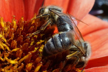 Dahlie mit Bienen