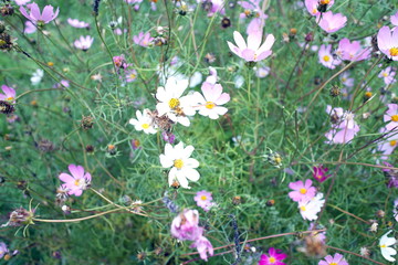 Fototapeta premium White and purple wildflowers on a summer day