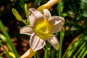 aurelian lily in full bloom in the garden at the morning