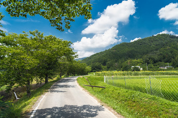 Fototapeta na wymiar 日本の夏の原風景