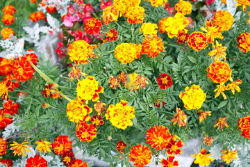 open flowerbed with yellow and orange flowers