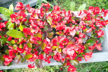 red flowers in the flowerbed on a summer day