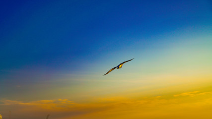 birds flying in the sky