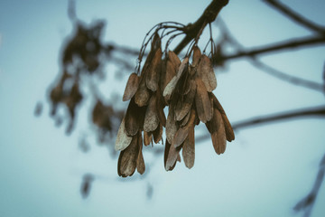 listopad. © Justyna