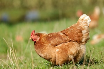 Legehuhn auf einer Hühnerweide