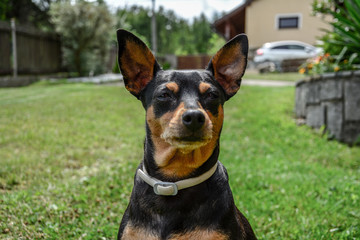 portrait of a dog